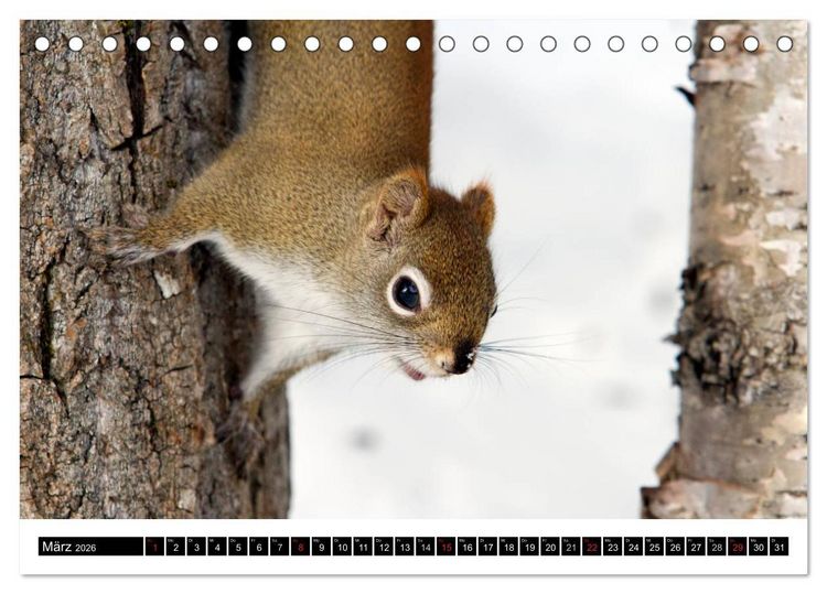 Produktbild: EICHH&Ouml;RNCHEN (Tischkalender 2026 DIN A5 quer), CALVENDO Monatskalender