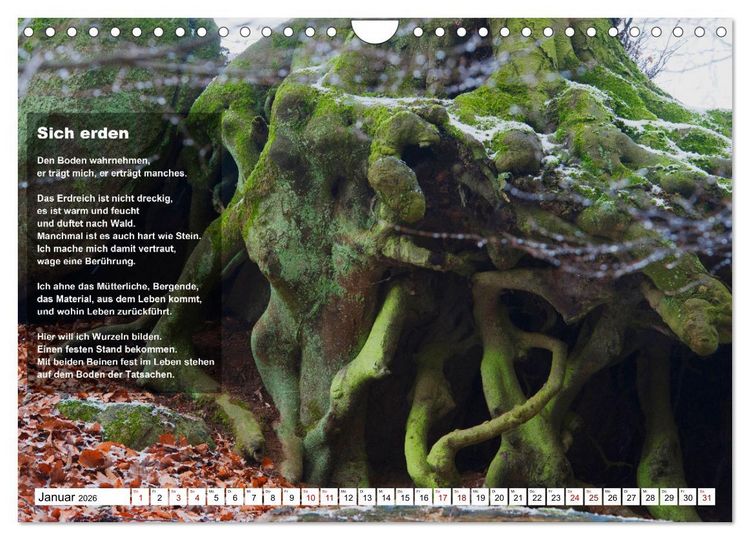 Produktbild: Stehen wie ein Baum (Wandkalender 2026 DIN A4 quer), CALVENDO Monatskalender