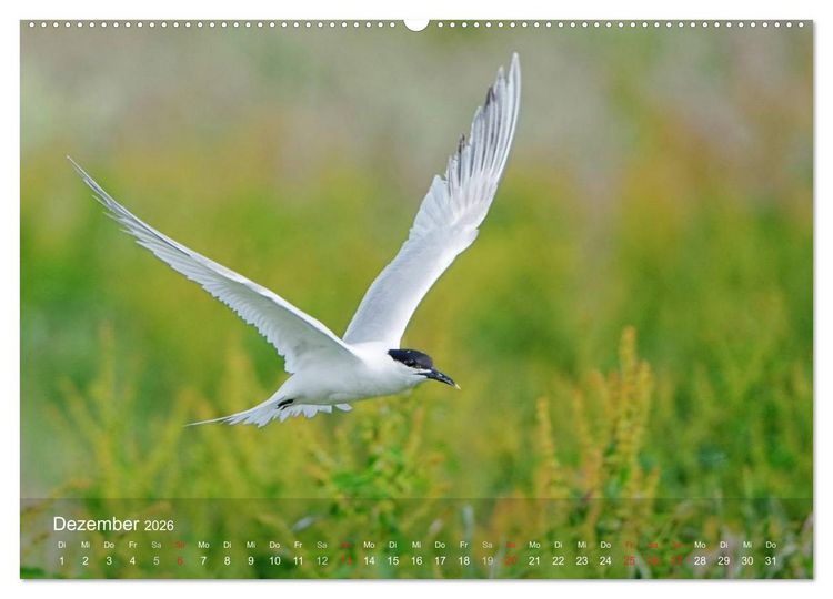 Produktbild: Nordatlantische Seev&ouml;gel (Wandkalender 2026 DIN A2 quer), CALVENDO Monatskalender