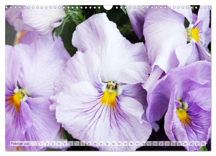 Produktbild: Stiefm&uuml;tterchen Freundliche Gesichter (Wandkalender 2026 DIN A3 quer), CALVENDO Monatskalender