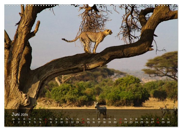 Produktbild: Wildes Ostafrika - Tansania und Kenia hautnah (hochwertiger Premium Wandkalender 2026 DIN A2 quer), Kunstdruck in Hochglanz
