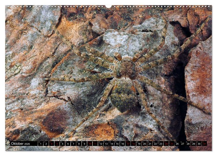 Produktbild: J&auml;ger auf acht Beinen (hochwertiger Premium Wandkalender 2026 DIN A2 quer), Kunstdruck in Hochglanz