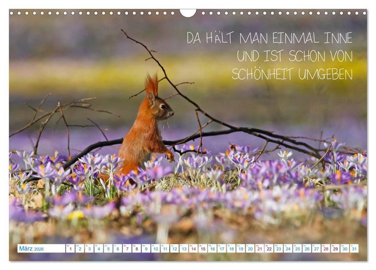 Produktbild: Humorvolles aus der Tierwelt (Wandkalender 2026 DIN A3 quer), CALVENDO Monatskalender