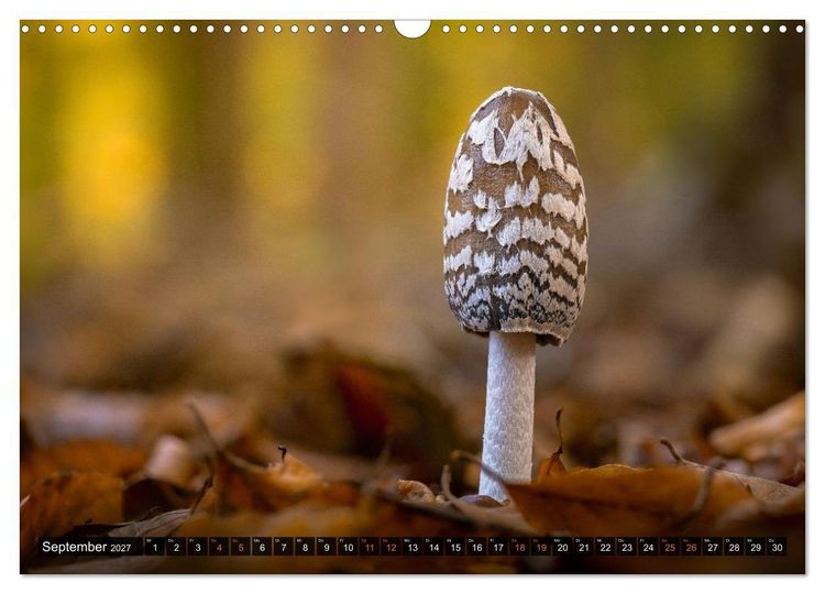 Produktbild: Kunstgalerie Wald - die verborgene Welt der Pilze (Wandkalender 2027 DIN A3 quer), CALVENDO Monatskalender