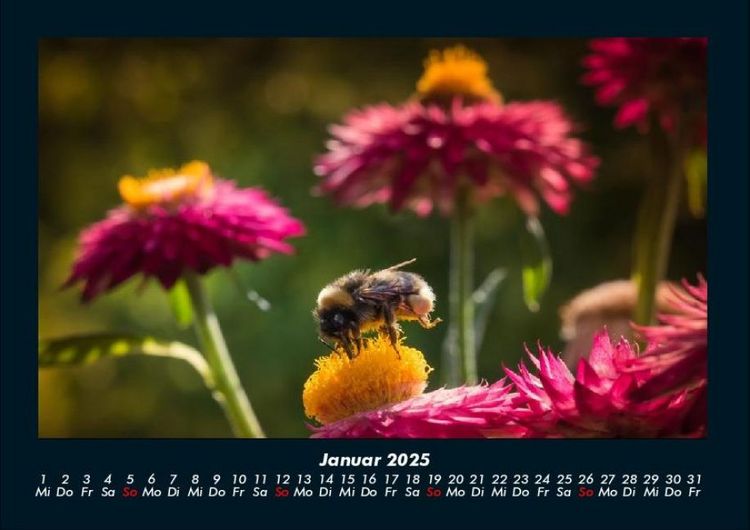 Produktbild: Bienen 2025 Fotokalender DIN A4