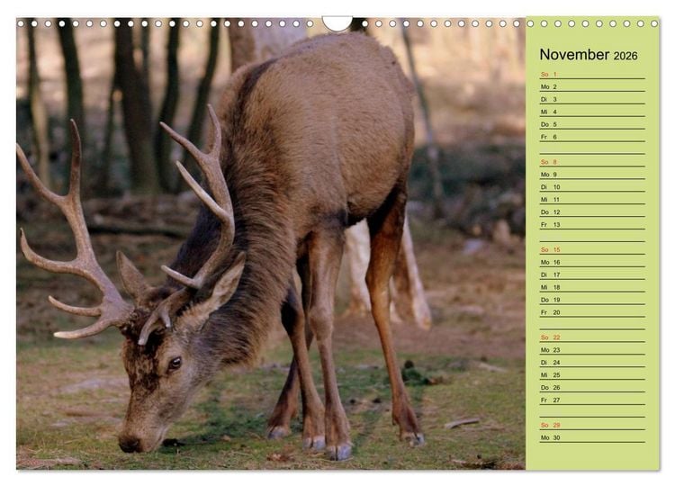 Produktbild: Hirsche - K&ouml;nige des Waldes/Geburtstagskalender (Wandkalender 2026 DIN A3 quer), CALVENDO Monatskalender