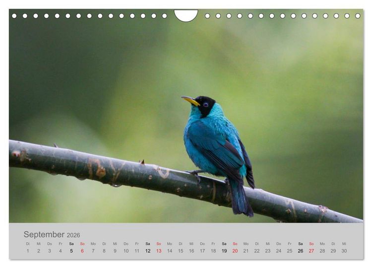 Produktbild: Costa Rica - Exotische V&ouml;gel im Regenwald (Wandkalender 2026 DIN A4 quer), CALVENDO Monatskalender