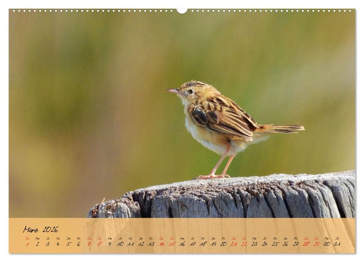 Produktbild: Wildes S&uuml;dfrankreich (hochwertiger Premium Wandkalender 2026 DIN A2 quer), Kunstdruck in Hochglanz