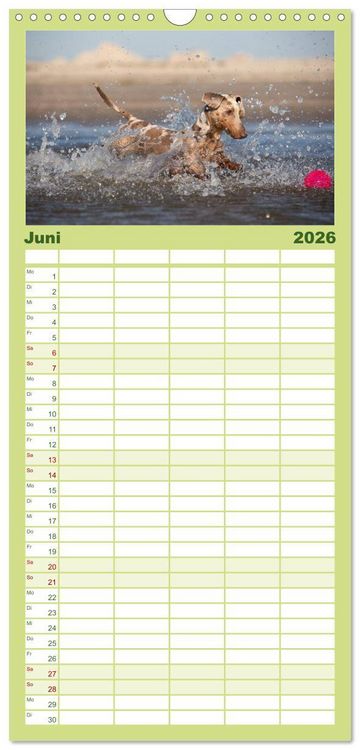 Produktbild: Familienplaner 2026 - DACKEL DACHSHUND TECKEL 2026 mit 5 Spalten (Wandkalender, 21 x 45 cm) CALVENDO