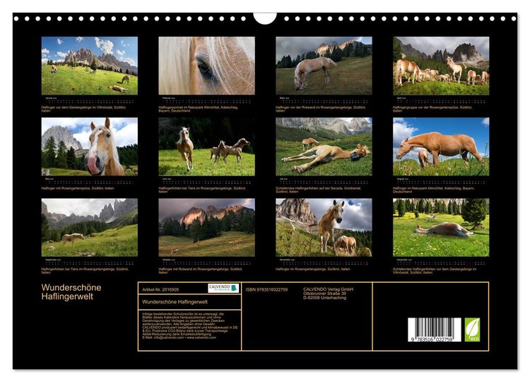 Produktbild: Wundersch&ouml;ne Haflingerwelt (Wandkalender 2026 DIN A3 quer), CALVENDO Monatskalender