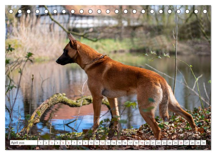 Produktbild: Malinois - belgischer Sch&auml;ferhund (Tischkalender 2026 DIN A5 quer), CALVENDO Monatskalender