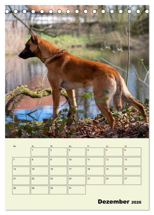 Produktbild: Malinois verl&auml;ssliche Begleiter (Tischkalender 2026 DIN A5 hoch), CALVENDO Monatskalender