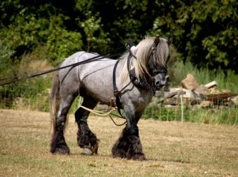 Produktbild: Trait Poitevin (Puzzle)