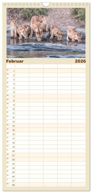 Produktbild: Familienplaner 2026 - L&ouml;wen - Raubkatzen Afrikas mit 5 Spalten (Wandkalender, 21 x 45 cm) CALVENDO