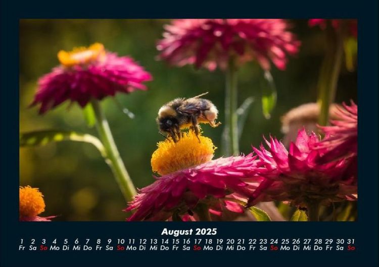 Produktbild: Bienen 2025 Fotokalender DIN A4