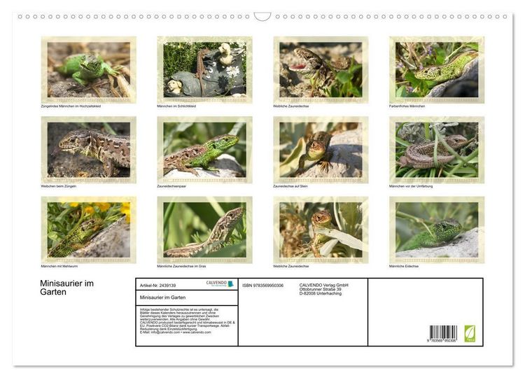 Produktbild: Minisaurier im Garten (Wandkalender 2027 DIN A2 quer), CALVENDO Monatskalender