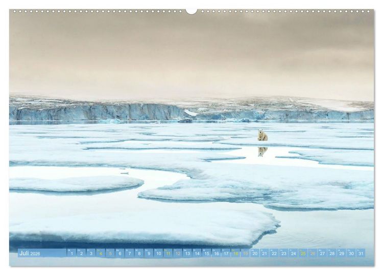 Produktbild: Eisb&auml;ren: Lebensk&uuml;nstler im Eis (Wandkalender 2026 DIN A2 quer), CALVENDO Monatskalender