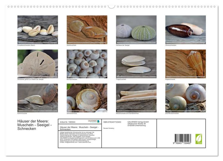 Produktbild: H&auml;user der Meere: Muscheln - Seeigel - Schnecken (hochwertiger Premium Wandkalender 2026 DIN A2 quer), Kunstdruck in Hochglanz