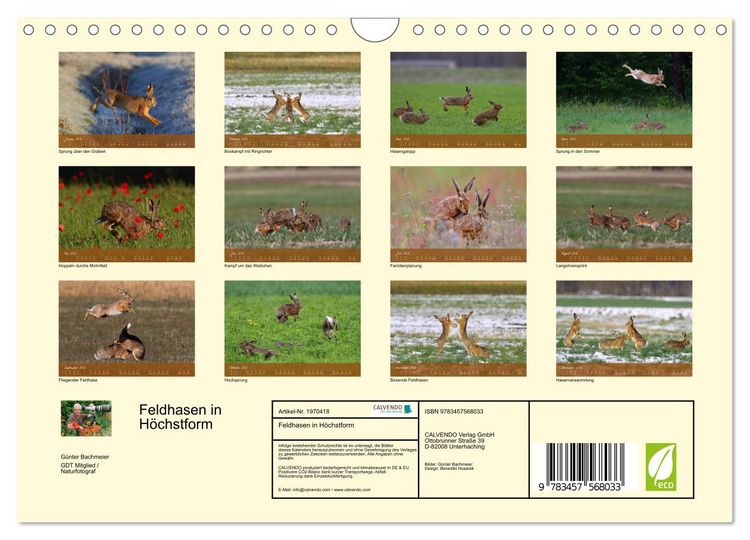 Produktbild: Feldhasen in H&ouml;chstform (Wandkalender 2026 DIN A4 quer), CALVENDO Monatskalender