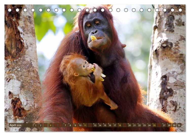 Produktbild: Waldmenschen - Orang Utans auf Borneo (Tischkalender 2026 DIN A5 quer), CALVENDO Monatskalender