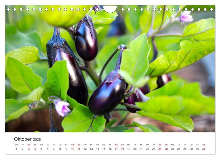 Produktbild: Frisches aus dem Gem&uuml;segarten (Wandkalender 2026 DIN A4 quer), CALVENDO Monatskalender