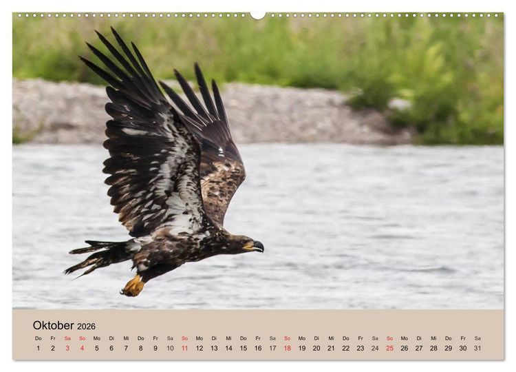 Produktbild: Der Steinadler. Majest&auml;tischer Greifvogel (hochwertiger Premium Wandkalender 2026 DIN A2 quer), Kunstdruck in Hochglanz