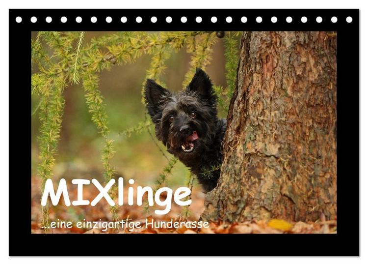 Produktbild: MIXlinge (Tischkalender 2027 DIN A5 quer), CALVENDO Monatskalender