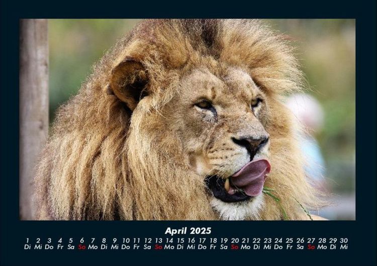 Produktbild: L&ouml;wen in der Wildnis 2025 Fotokalender DIN A4