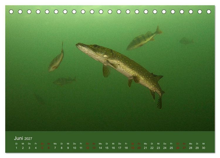 Produktbild: Faszination S&uuml;sswasser (Tischkalender 2027 DIN A5 quer), CALVENDO Monatskalender