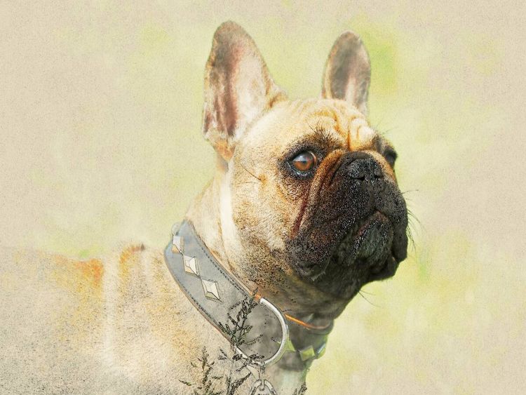 Produktbild: CALVENDO Puzzle Ein Motiv aus dem Kalender Franz&ouml;sische Bulldoggen 2017 | 1000 Teile Lege-Gr&ouml;&szlig;e 64x48cm Foto-Puzzle f&uuml;r gl&uuml;ckliche Stunden