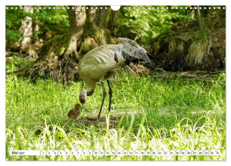 Produktbild: Wildtiere im M&uuml;ritz-Nationalpark (Wandkalender 2027 DIN A3 quer), CALVENDO Monatskalender