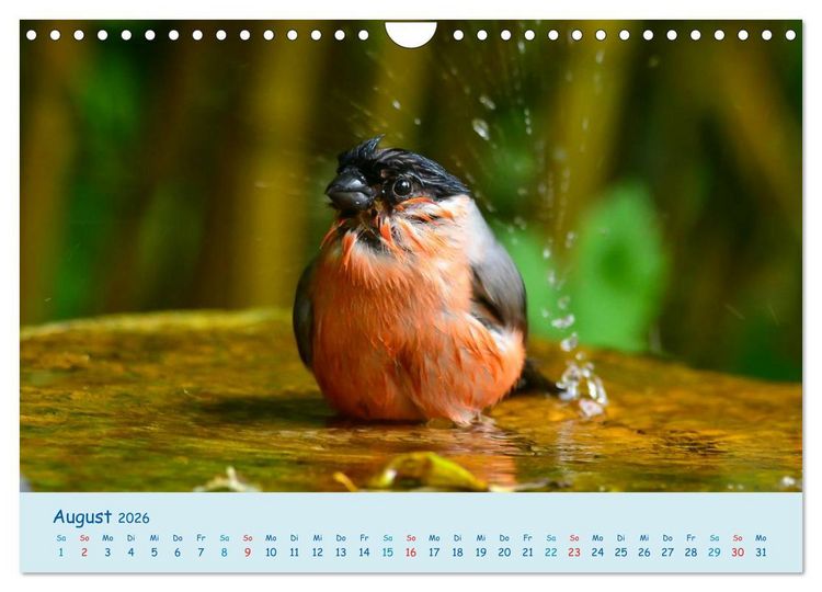 Produktbild: Sommer am Pool - Singv&ouml;gel an der Badestelle (Wandkalender 2026 DIN A4 quer), CALVENDO Monatskalender