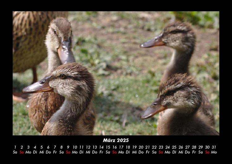 Produktbild: Enten 2025 Fotokalender DIN A3