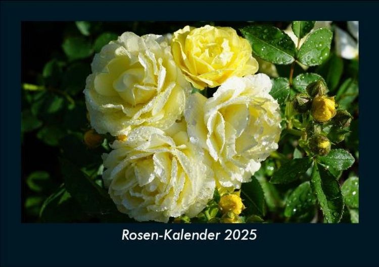 Produktbild: Rosen-Kalender 2025 Fotokalender DIN A5