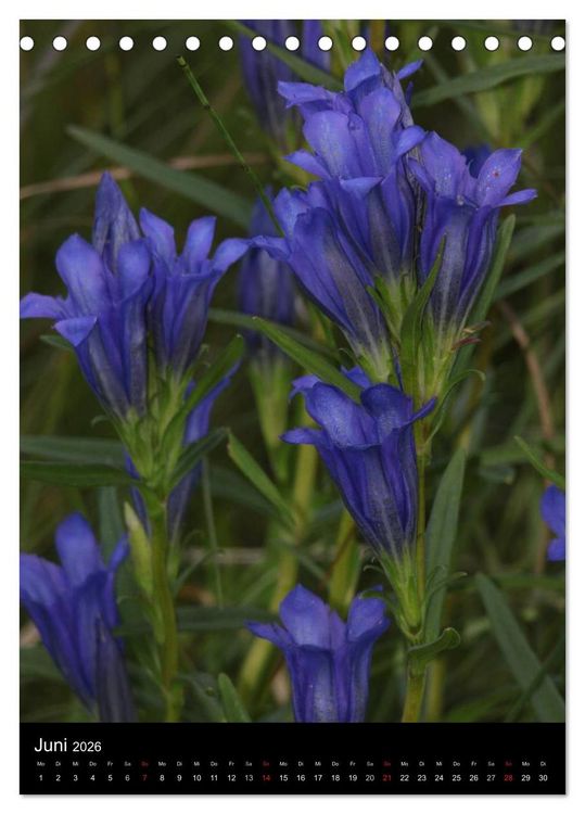 Produktbild: Seltene Wildblumen (Tischkalender 2026 DIN A5 hoch), CALVENDO Monatskalender