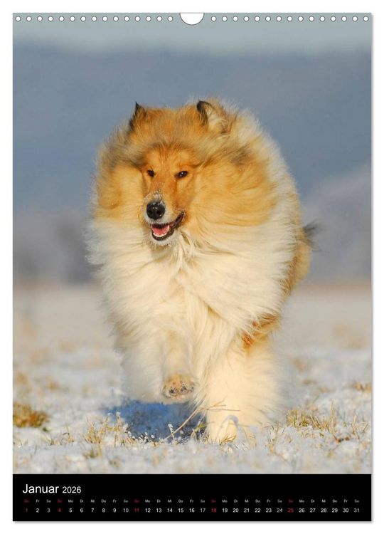 Produktbild: Collie 2026 (Wandkalender 2026 DIN A3 hoch), CALVENDO Monatskalender
