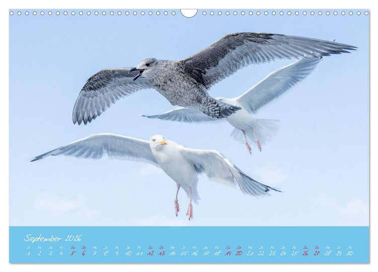 Produktbild: M&ouml;wen die Begleiter an Meer und See (Wandkalender 2026 DIN A3 quer), CALVENDO Monatskalender