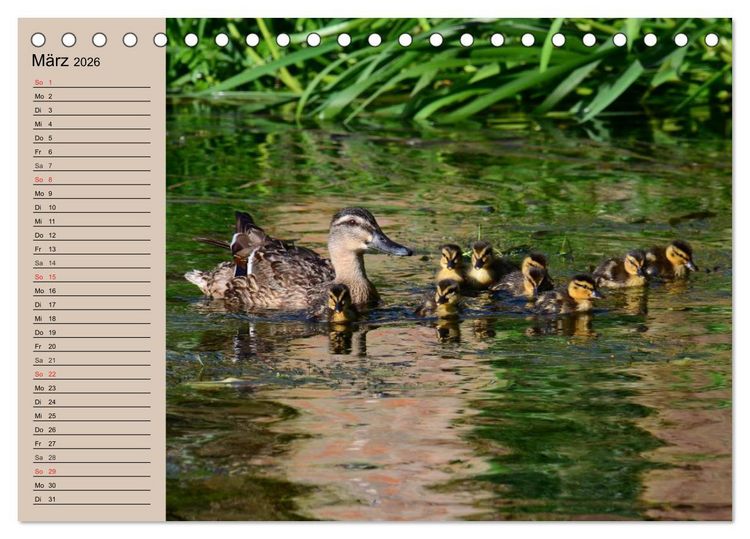 Produktbild: G&auml;nse und Enten. Schnattern, watscheln, quaken! (Tischkalender 2026 DIN A5 quer), CALVENDO Monatskalender