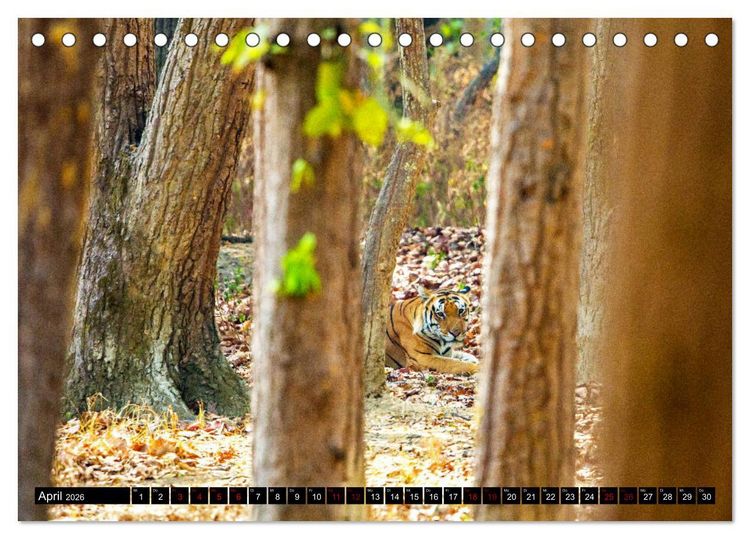 Produktbild: Indien - Im Reich des Tigers (Tischkalender 2026 DIN A5 quer), CALVENDO Monatskalender