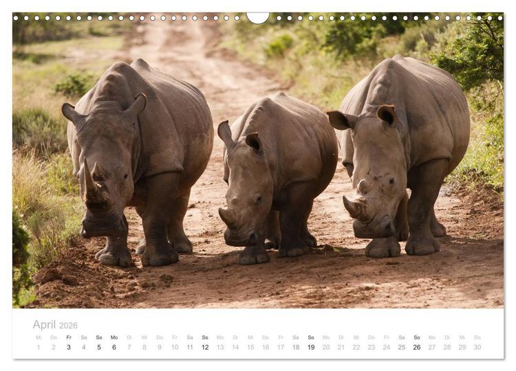 Produktbild: Tierische Gl&uuml;cksmomente mit Weisheiten (Wandkalender 2026 DIN A3 quer), CALVENDO Monatskalender