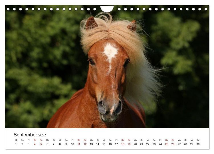 Produktbild: Pferde - im Galopp durch's Jahr 2027 (Wandkalender 2027 DIN A4 quer), CALVENDO Monatskalender