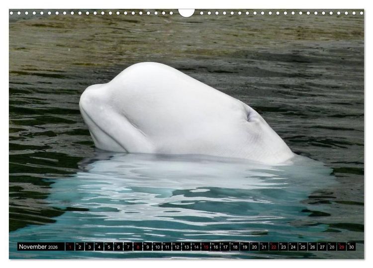 Produktbild: Wale - Kolosse der Meere (Wandkalender 2026 DIN A3 quer), CALVENDO Monatskalender