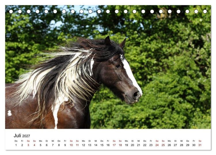 Produktbild: Pferde - im Galopp durch's Jahr 2027 (Tischkalender 2027 DIN A5 quer), CALVENDO Monatskalender