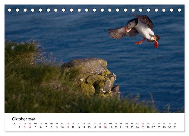 Produktbild: Papageitaucher: Puffin - Lundi - Fratercula arctica (Tischkalender 2026 DIN A5 quer), CALVENDO Monatskalender