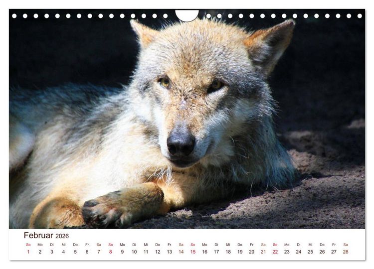 Produktbild: W&ouml;lfe 2026. Tierische Impressionen (Wandkalender 2026 DIN A4 quer), CALVENDO Monatskalender