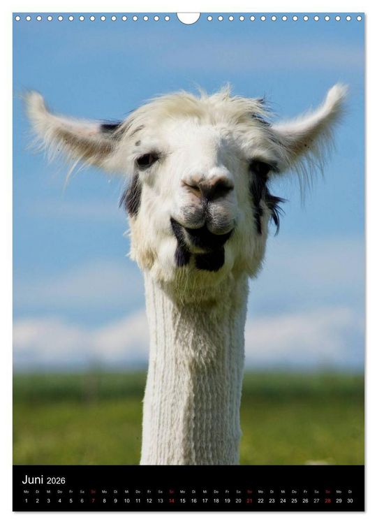 Produktbild: LAMAS (Wandkalender 2026 DIN A3 hoch), CALVENDO Monatskalender