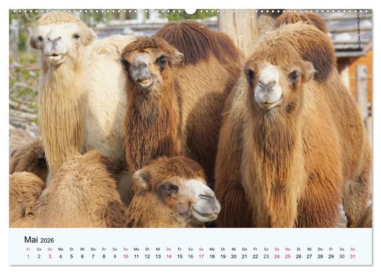Produktbild: Die Kameliden. H&uuml;bsche Kamele, Lamas und Alpakas (hochwertiger Premium Wandkalender 2026 DIN A2 quer), Kunstdruck in Hochglanz