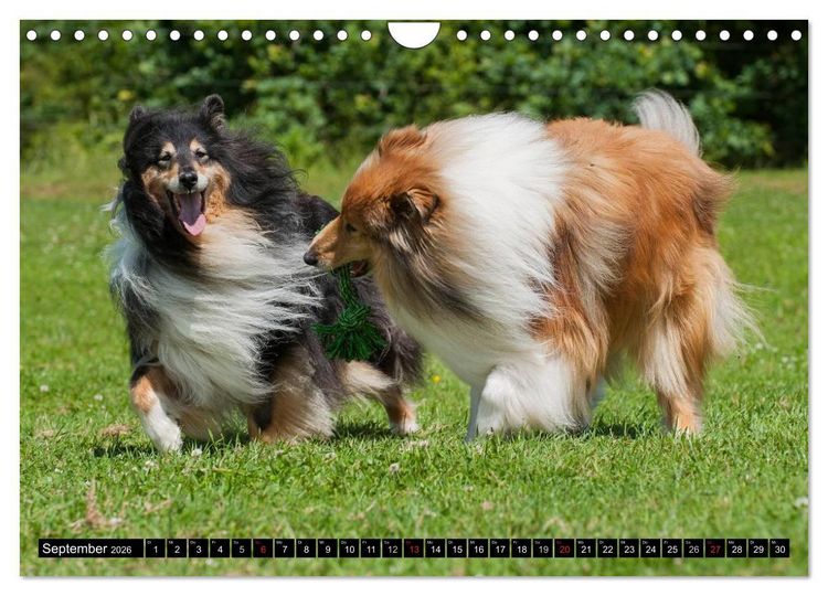 Produktbild: Collie - Mein bester Freund (Wandkalender 2026 DIN A4 quer), CALVENDO Monatskalender