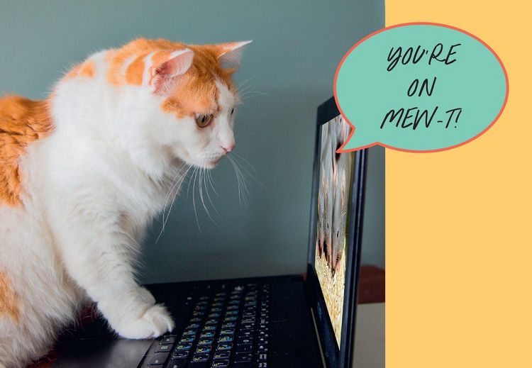 Produktbild: Sweary Cats