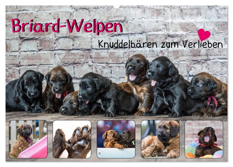 Produktbild: Briard-Welpen - Knuddelb&auml;ren zum Verlieben (Wandkalender 2026 DIN A2 quer), CALVENDO Monatskalender